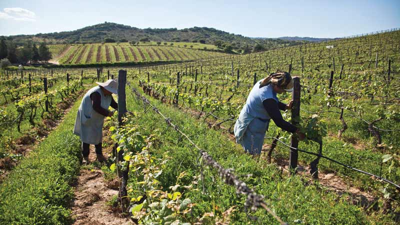 Duas trabalhadoras agrícolas cuidam das videiras entre fileiras de vegetação numa vasta extensão de vinha biológica